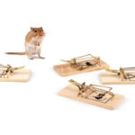 4 Rodent Control Tips to stop Potential Rodent Infestations