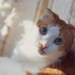 Cat Beds: How to Pick the Best One.