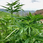 Health Benefits of CBD Oil