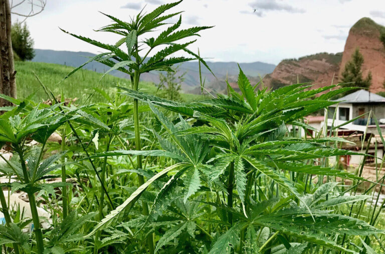 Health Benefits of CBD Oil