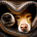 Customized Pet Identifies, Garments as Well As Houses.